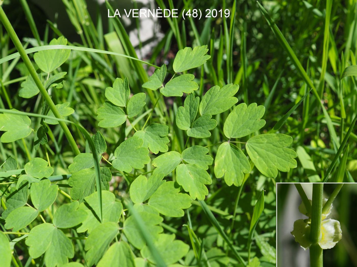 Meadow Rue leaf